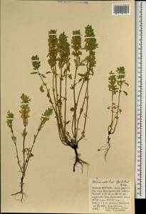 Dracocephalum foetidum Bunge, Mongolia (MONG) (Mongolia)