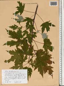 Acer saccharum, Eastern Europe, Moscow region (E4a) (Russia)