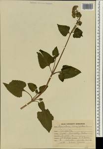 Ageratum conyzoides L., South Asia, South Asia (Asia outside ex-Soviet states and Mongolia) (ASIA) (India)
