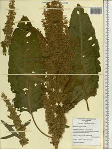 Rumex longifolius DC., Eastern Europe, Northern region (E1) (Russia)