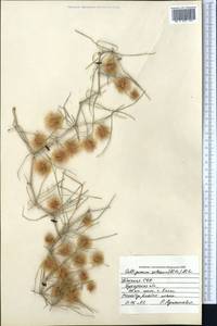 Calligonum setosum (Litv.) Litv., Middle Asia, Syr-Darian deserts & Kyzylkum (M7) (Uzbekistan)