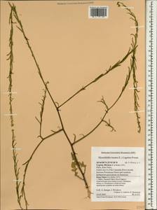 Hirschfeldia incana (L.) Lagr.-Foss., South Asia, South Asia (Asia outside ex-Soviet states and Mongolia) (ASIA) (Cyprus)