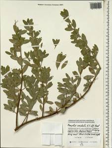 Pemphis acidula J. R. Forst. & G. Forst., South Asia, South Asia (Asia outside ex-Soviet states and Mongolia) (ASIA) (Maldives)