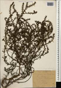 Salsola tragus L., Caucasus, Stavropol Krai, Karachay-Cherkessia & Kabardino-Balkaria (K1b) (Russia)