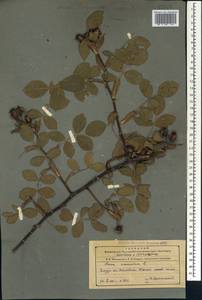 Rosa canina L., Caucasus, Azerbaijan (K6) (Azerbaijan)