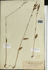 Rumex acetosa L., Eastern Europe, Moscow region (E4a) (Russia)