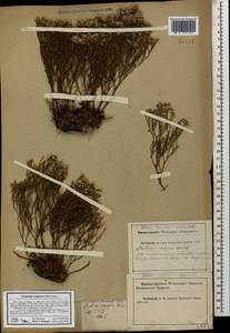Limonium caspium (Willd.) Gams, Caucasus, Krasnodar Krai & Adygea (K1a) (Russia)