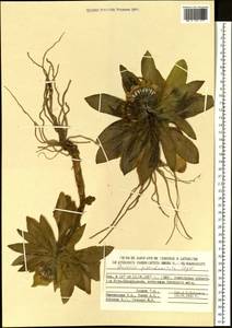 Jacobaea pseudoarnica (Less.) Zuev, Siberia, Chukotka & Kamchatka (S7) (Russia)
