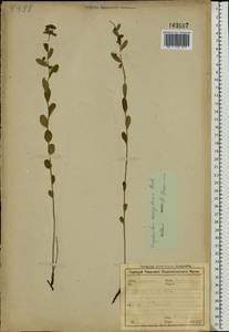 Euphorbia sareptana A.K.Becker, Eastern Europe, Central forest-and-steppe region (E6) (Russia)
