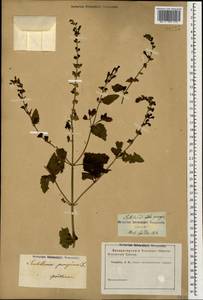 Scutellaria albida subsp. colchica (Rech.f.) J.R.Edm., Caucasus (no precise locality) (K0)