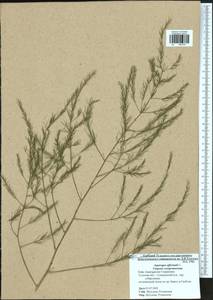 Asparagus officinalis L., Eastern Europe, Central region (E4) (Russia)