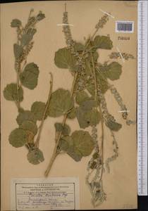 Cullen drupaceum (Bunge)C.H.Stirt., Middle Asia, Kopet Dag, Badkhyz, Small & Great Balkhan (M1) (Turkmenistan)