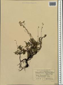 Helianthemum orientale (Grosser) Juz. & Pozdeeva, Crimea (KRYM) (Russia)