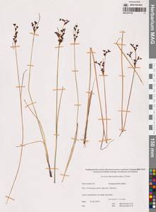 Juncus alpinoarticulatus Chaix, Siberia, Chukotka & Kamchatka (S7) (Russia)