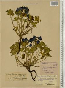 Delphinium caucasicum C. A. Mey., Caucasus, North Ossetia, Ingushetia & Chechnya (K1c) (Russia)