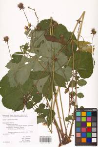 Geum × intermedium Ehrh., Eastern Europe, Central region (E4) (Russia)