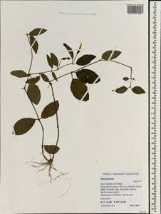Apocynaceae, South Asia, South Asia (Asia outside ex-Soviet states and Mongolia) (ASIA) (Vietnam)