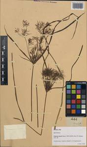Cyperus distans L.f., South Asia, South Asia (Asia outside ex-Soviet states and Mongolia) (ASIA) (Philippines)