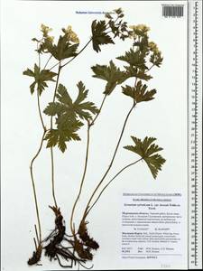 Geranium sylvaticum L., Eastern Europe, Northern region (E1) (Russia)