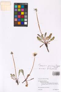 Taraxacum proximum (Dahlst.) Dahlst., Eastern Europe, Central forest-and-steppe region (E6) (Russia)