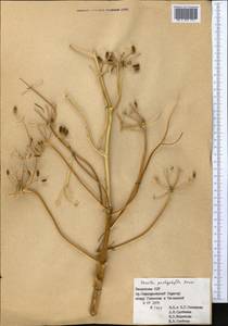Ferula pachyphylla Korovin, Middle Asia, Western Tian Shan & Karatau (M3) (Kazakhstan)