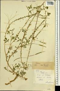 Cleome, Africa (AFR) (Mali)
