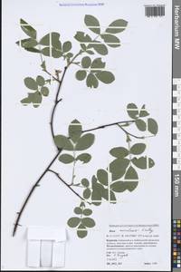 Rosa acicularis Lindl., Siberia, Baikal & Transbaikal region (S4) (Russia)