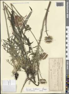 Jurinea mollis (L.) Rchb., Eastern Europe, Central forest-and-steppe region (E6) (Russia)