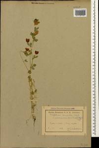 Trifolium campestre Schreb., Caucasus, Armenia (K5) (Armenia)