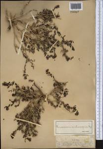 Suaeda aralocaspica (Bunge) Freitag & Schütze, Middle Asia, Muyunkumy, Balkhash & Betpak-Dala (M9) (Kazakhstan)