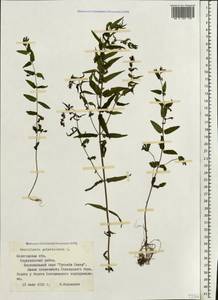 Scutellaria galericulata L., Eastern Europe, Northern region (E1) (Russia)