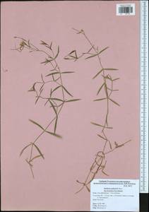 Stellaria palustris Ehrh. ex Retz., Eastern Europe, Central region (E4) (Russia)