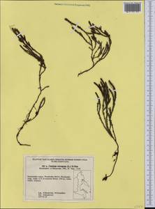 Cassiope tetragona (L.) D. Don, Siberia, Chukotka & Kamchatka (S7) (Russia)