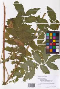 Agrimonia procera Wallr., Eastern Europe, Central forest-and-steppe region (E6) (Russia)