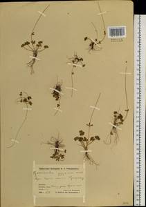 Ranunculus pygmaeus Wahlenb., Siberia, Chukotka & Kamchatka (S7) (Russia)