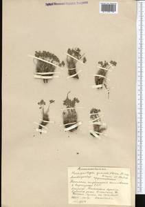 Paraquilegia anemonoides (Willd.) Engl. ex Ulbr., Middle Asia, Western Tian Shan & Karatau (M3) (Kyrgyzstan)