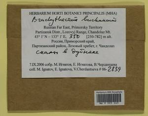Brachythecium buchananii (Hook.) A. Jaeger, Bryophytes, Bryophytes - Russian Far East (excl. Chukotka & Kamchatka) (B20) (Russia)