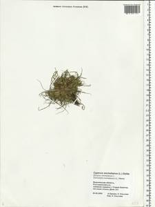 Cyperus michelianus (L.) Delile, Eastern Europe, Central forest-and-steppe region (E6) (Russia)