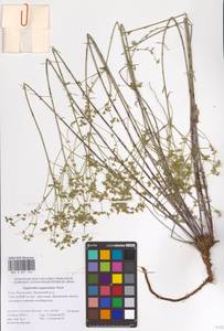 Euphorbia seguieriana Neck., Eastern Europe, Lower Volga region (E9) (Russia)
