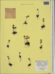 Omalotheca supina (L.) DC., Caucasus, Krasnodar Krai & Adygea (K1a) (Russia)