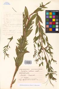 Epilobium pseudorubescens A. K. Skvortsov, Eastern Europe, Moscow region (E4a) (Russia)