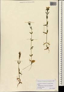 Centaurium pulchellum subsp. pulchellum, Crimea (KRYM) (Russia)