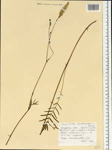 Poterium tenuifolium var. alba (Trautv. & C. A. Mey.), Siberia, Russian Far East (S6) (Russia)