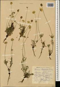 Scabiosa bipinnata K. Koch, Caucasus, Dagestan (K2) (Russia)