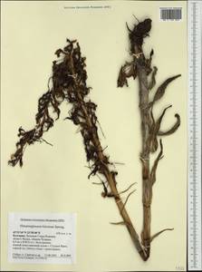 Himantoglossum hircinum (L.) Spreng., Western Europe (EUR) (Bulgaria)