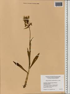 Dactylorhiza sambucina (L.) Soó, Eastern Europe, West Ukrainian region (E13) (Ukraine)