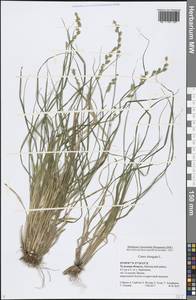 Carex elongata L., Eastern Europe, Central region (E4) (Russia)