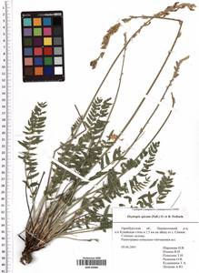 Oxytropis spicata (Pall.) O.Fedtsch. & B.Fedtsch., Eastern Europe, Eastern region (E10) (Russia)