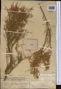 Tamarix ramosissima Ledeb., Middle Asia, Muyunkumy, Balkhash & Betpak-Dala (M9) (Kazakhstan)