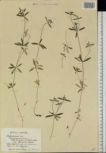 Galium palustre L., Eastern Europe, Northern region (E1) (Russia)